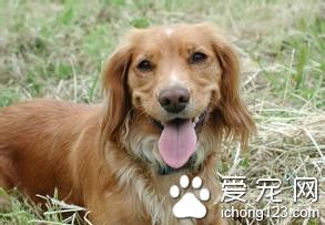 狗受孕時間 如何確認是否受孕成功