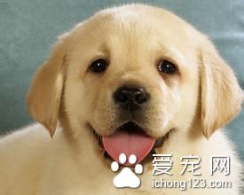 狗狗絕育好不好 狗狗結扎後喂食詳解