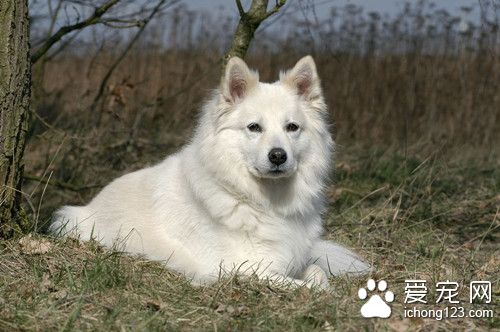 狗飼料價格 狗狗如何挑選飼料的原則