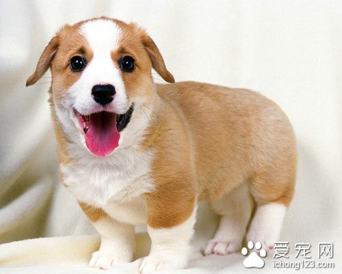 寵物狗飼料 更換新飼料的初期觀察重點