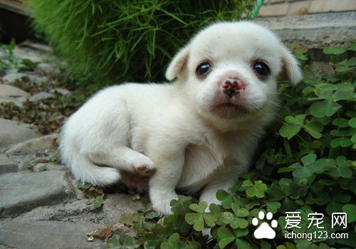 狗的飼料配方 狗狗對飼料過敏時的處理