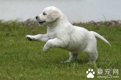 寵物狗飼料配方 狗不同階段的給食要領