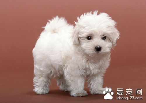 狗狗食物禁忌 詳解如何幫狗狗改變食物