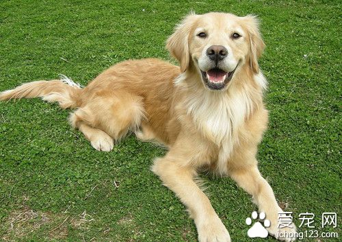 帶狗狗散步 散步時讓狗狗順便大小便