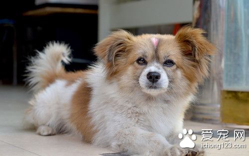 狗狗口腔清潔 牙結石的形成原因及預防方法