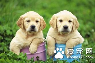 狗狗髌骨脫位 狗狗髌骨脫臼的治療方法