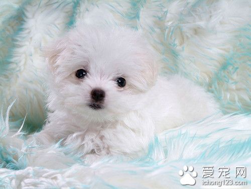 狗狗減肥操 如何替狗狗減肥減少食物攝取
