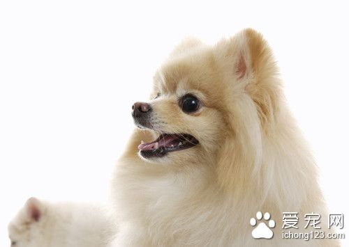 狗狗修腳毛 幫狗狗修腳以及理毛注意事項