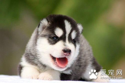 狗狗打結怎麼辦 狗狗打結毛有哪些方法