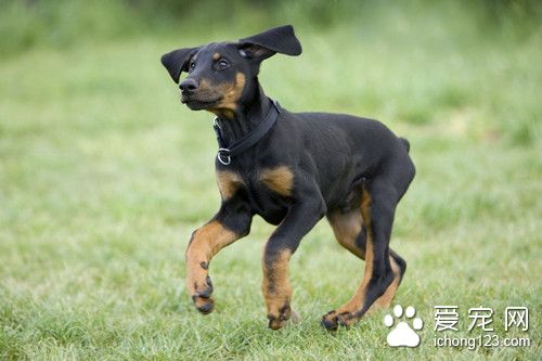 狗狗剪指甲好不好 如何幫狗狗剪指甲