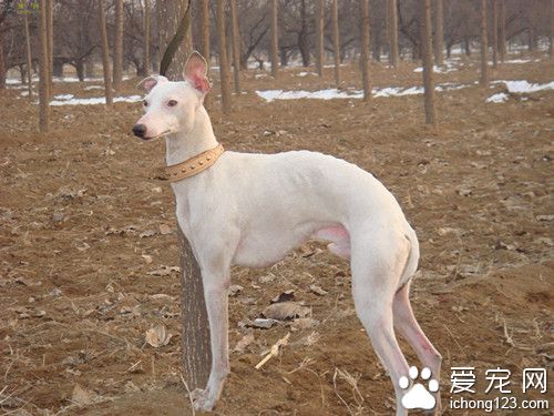 狗狗結扎多少錢 狗狗結扎的時機
