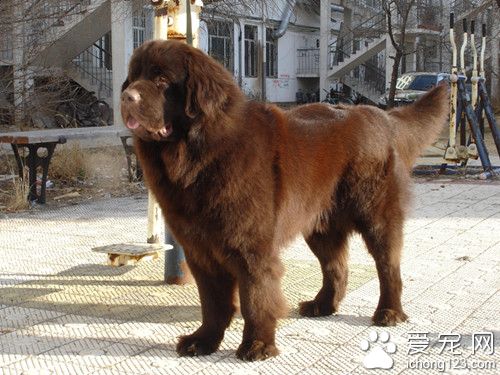 紐芬蘭犬價格 紐芬蘭犬飼養上注意的地方