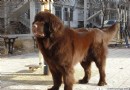 紐芬蘭犬價格 紐芬蘭犬飼養上注意的地方