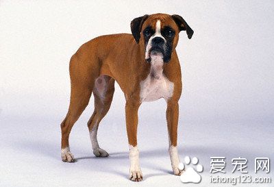 拳獅犬掉毛程度 拳獅犬飼養注意的地方