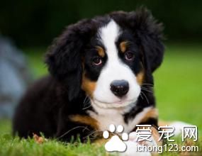 伯恩山犬價格 伯恩山犬飼養需要注意地方