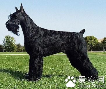 巨型雪納瑞犬價格 巨型雪納瑞飼養注意地方