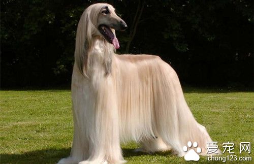 阿富汗獵犬價格 阿富汗獵犬飼養注意地方