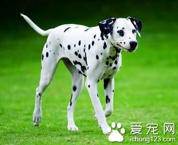 大麥町犬價格 大麥町飼養上注意的地方