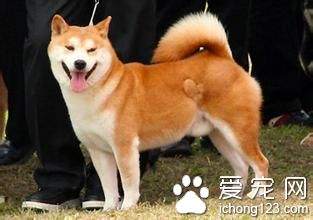 秋田犬售價 秋田犬飼養上需要注意的事項