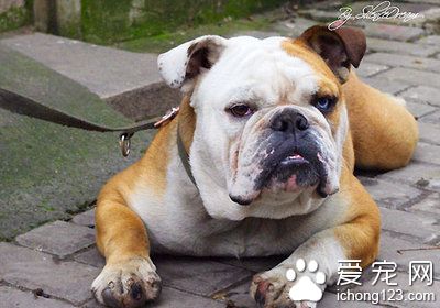 斗牛犬如何斗牛 斗牛犬飼養上需要注意地方