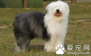 英國古代牧羊犬價格 英國古代牧羊犬飼養注意地方