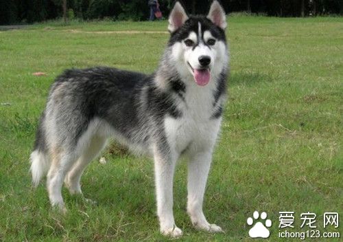 哈士奇市價 哈士奇飼養上需要注意的事項