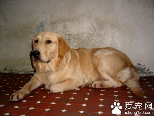 黃金獵犬是金毛嗎 黃金拾獵犬飼養注意事項