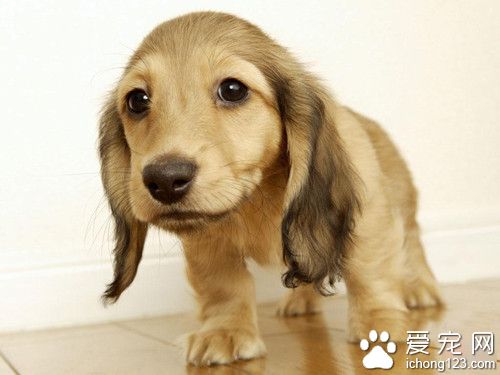 美國可卡犬打理 美國可卡犬飼養注意地方