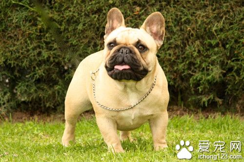 法國斗牛犬價格 法國斗牛犬飼養注意事項