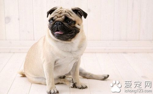 沙皮狗好養嗎 沙皮狗飼養上需要注意地方