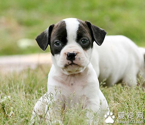 迷你牛頭梗厲害不 迷你牛頭梗飼養注意事項