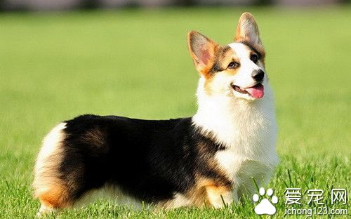 威爾士柯基犬的價格 威爾士柯基犬飼養注意事項