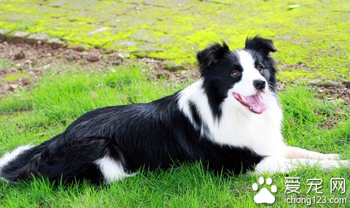 邊境牧羊犬好養嗎 邊境牧羊犬飼養注意事項
