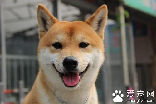 柴犬和秋田犬的區別 柴犬飼養注意事項