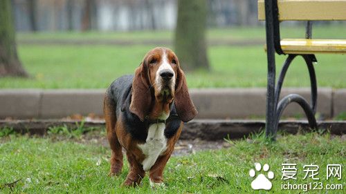 巴吉度獵犬好養嗎 巴吉度獵犬飼養注意地方