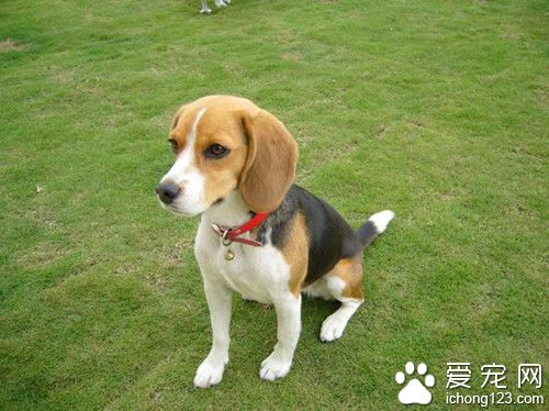 米格魯獵兔犬價格 米格魯飼養需要注意事項