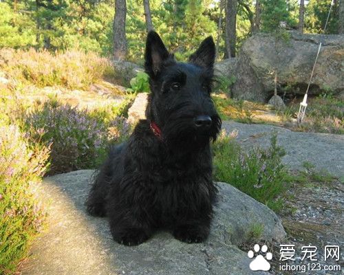蘇格蘭梗犬吃什麼 蘇格蘭梗犬需要注意事項
