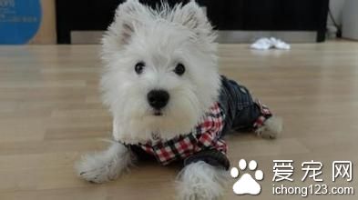 西高地白梗掉毛程度 西高地白梗飼養注意事項