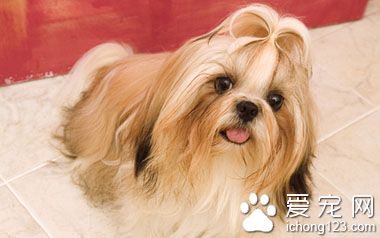 西施犬的性格 西施犬飼養上需要注意的事項