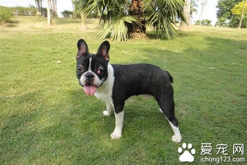 波士頓梗犬的價位 波士頓梗犬飼養注意事項
