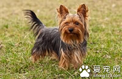約克夏怕冷嗎 約克夏飼養上需要注意地方