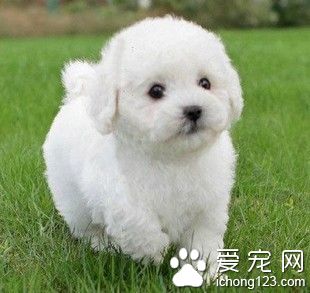 迷你犬品種 迷你犬的飼育方法和飼養環境