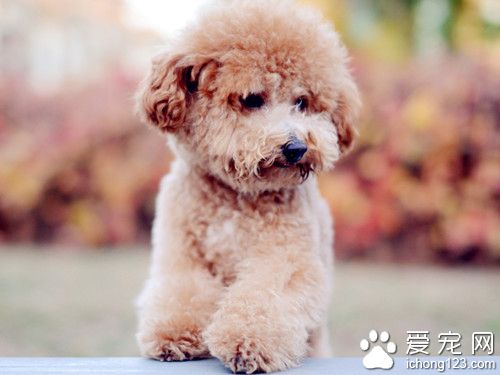 狗骨折怎麼辦 通過手術的方式獲得有效治療