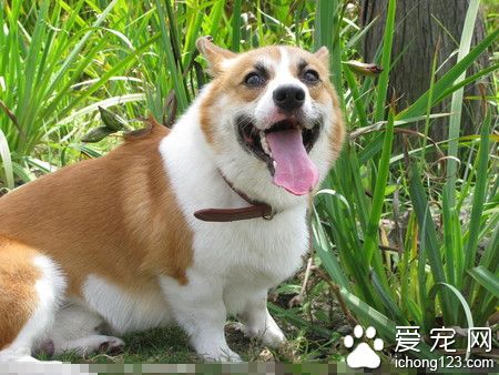 母狗來例假怎麼辦 狗生理期的注意事項