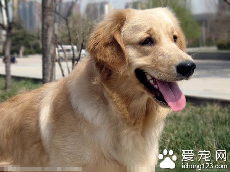 什麼狗好養又聰明 大型狗一般都比較安靜