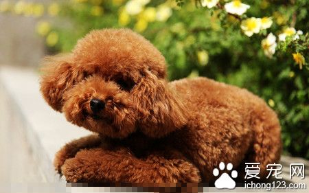 什麼小型狗最聰明 數量最多的要數泰迪犬