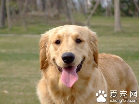 什麼狗最溫順聰明 金毛是一種很溫順的狗狗