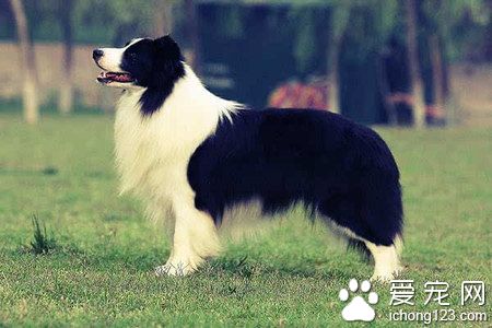 什麼狗最聰明 邊境牧羊犬是犬類智商排名第一