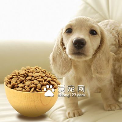 小型犬吃什麼狗糧好 關注小型犬肥胖問題