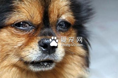 什麼狗糧去淚痕好 盡可能選擇吃天然糧